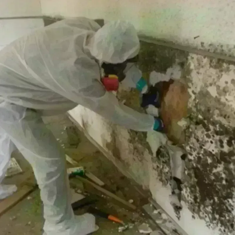 Mold Remediation and Removal in Treasure Island, FL